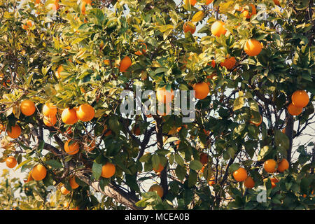 Paesaggio rurale immagine di alberi di arancio nella piantagione di agrumi. Vintage filtrata Foto Stock