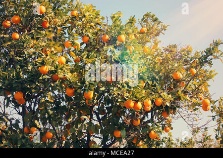 Paesaggio rurale immagine di alberi di arancio nella piantagione di agrumi. Vintage filtrata Foto Stock