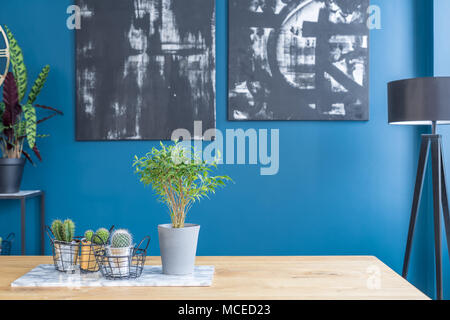 Close-up di cactus e piante sul tavolo di legno in blu sala da pranzo interna con dipinti di nero Foto Stock