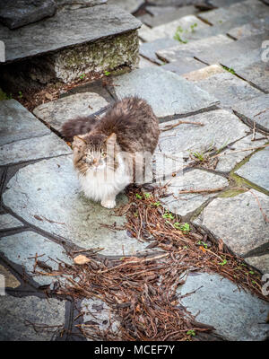 Bianco rosso e grigio cat seduto sulla strada di pietra e cercando di noi. Foto Stock