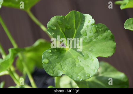 Gocce di acqua su geranio o storksbills anche chiamato pelargonium in primavera Foto Stock