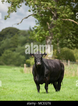 Pedigree Black Angus di Aberdeen pascolo di vacca in Cumbria. Foto Stock