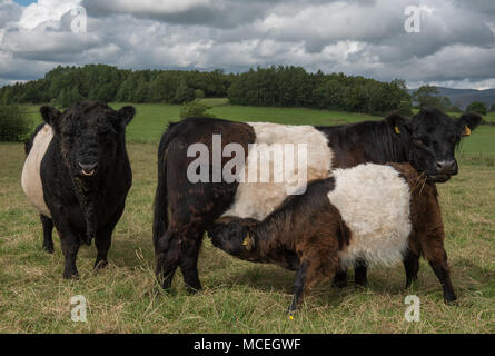 Pura Belted Galloway bull, puro Belted Galloway mucca e pura Belted Galloway pascolo di vitello in un campo in Eden Valley in Cumbria. Foto Stock