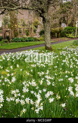 White narcisi narcisi che cresce in Trenance Gardens in Newquay Cornwall. Foto Stock