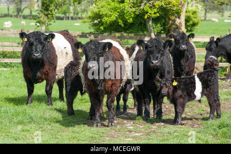 Pura Belted Galloway vacche e pura Belted Galloway vitelli di pascolare in un campo di Northumberland. Foto Stock