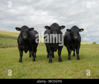 Pedigree Black Angus di Aberdeen tori pascolare nel Northumberland. Foto Stock