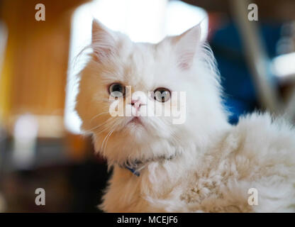 Il persiano e Turco Van croce gatti di razza, di colore bianco e il gatto con gli occhi di dispari Foto Stock