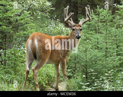 Un mulo cervo buck in velluto palchi guardando indietro da una foresta nel nord del Montana. Foto Stock