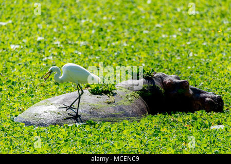 Airone bianco (Ardea alba) permanente sulla ippopotamo (Hippopotamus amphibius) indietro, ZAMBIA Foto Stock