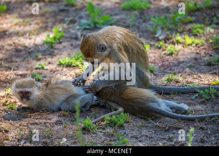 Madre scimmia VERVET (CERCOPITHECUS AETHIOPS) ALIMENTAZIONE E PREENING i suoi due giovani rampolli, ZAMBIA Foto Stock