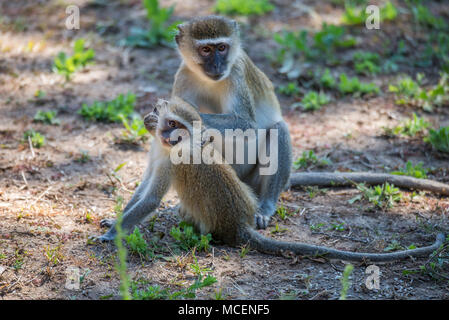 Giovani VERVET MONKEY (CERCOPITHECUS AETHIOPS) guardando la fotocamera mentre Madre scimmia PREENS, ZAMBIA Foto Stock