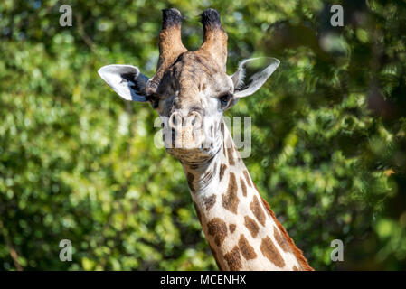 Primo piano di una giraffa RHODESIANO THORNICROFT o la giraffa (GIRAFFA CAMELOPARDALIS THORNICROFTI) Testa, ZAMBIA Foto Stock