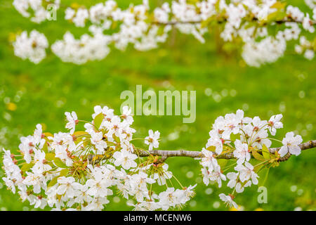 Vista ravvicinata dei piccoli fiori bianchi e rami di una fioritura melo contro un prato verde dello sfondo con una profondità di campo ridotta. Foto Stock