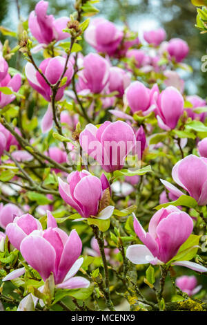 Vista ravvicinata di grandi fiori viola di una magnolia con una profondità di campo ridotta. Foto Stock