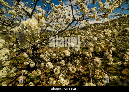 Gli alberi di ciliegio, blossom, primavera, jerte valley (Cáceres) Spagna Spain Foto Stock