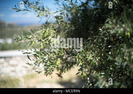 Fresco verde olivo, Heraklion, Grecia Foto Stock