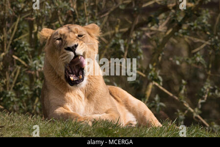 Vista frontale primo piano di Captive Asiatic Lioness (Panthera leo persica) isolata all'aperto, rilassante al sole del Regno Unito, bocca aperta, labbra leccanti in sbadiglio. Foto Stock