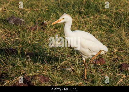 Airone guardabuoi (Bubulcus ibis) passeggiate attraverso prati, Lake Manyara NATIONAL PARK, TANZANIA Foto Stock