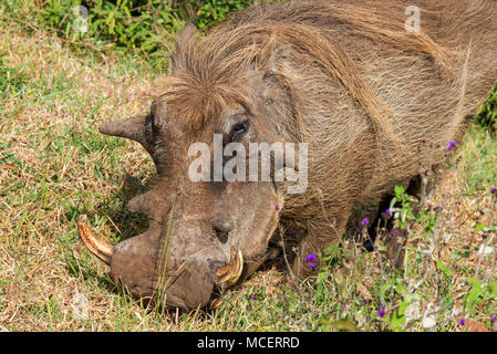 CLOSE UP WARTHOG maschio (PHACOCHOERUS AFRICANUS), Ngorongoro Conservation Area, TANZANIA Foto Stock