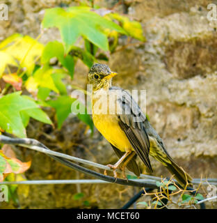 Austral tordi, Turdus falcklandii magellanicus, Magellan tordi, in un giardino, Santiago del Cile, Sud America Foto Stock