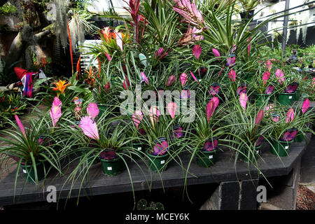 Tillandsia genere o noto come cappello rosa impianto Foto Stock