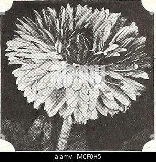 . Bellis-inglese Daisy Eeh-^"Stish Daisy ® un ® facilmente sollevato dal seme e spesso di durata superiore a due anni. Fioriscono abbondantemente da inizio primavera onu- til tardo autunno preferendo un moderatamente ancora umido ben drenato piuttosto ricco suolo. Di accrescimento compatto di 5 pollici di altezza. 1492 gigante rossa doppia 1493 Giant Double Rose 1494 Giant Doppia bianca qualsiasi di quanto sopra: Pkt. 25c; pkt di grandi dimensioni. 7Sc. ;- J 1496 Giant doppio misto. Contiene tutti i colori. Pkt. 25c; pkt di grandi dimensioni. 75c. Foto Stock