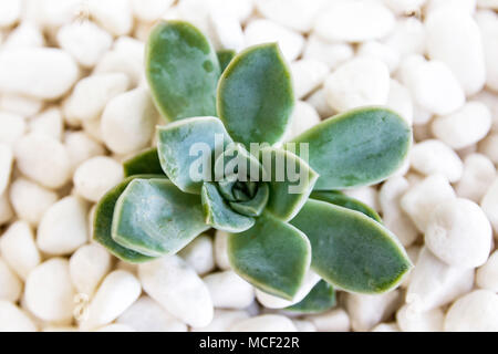 Verde isolato succulenti sui ciottoli bianchi Foto Stock