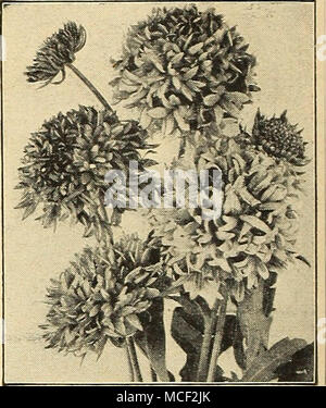 . GaiUardia, Doppio Misto coperta GaiBBardia fiore varietà annuale ® estremamente vistose fioriture prodotte continuamente da inizio estate fino a novembre. Eccellente per i letti, i bordi e il taglio. Seminare dove fioriscono. 1^ piedi di altezza. 2427 Pieta, capo indiano. Luccicante metallico rosso bronzea con centro scuro. Singola. Pkt. lOc; pkt di grandi dimensioni. 30c; 34 oz. 40c. 2430 unico misto. Include molti bei colori. Pkt. 10c; % oz. 30c. 2432 Doppio misto. (Lorenziana). Molto appariscente, completamente a doppia fiorisce con ricche sfumature di arancione, scarlatto e cremisi. Può stare il calore e la siccità. Pkt. 10c; pkt di grandi dimensioni. 30c; ^ oz. 40c. Peren Foto Stock