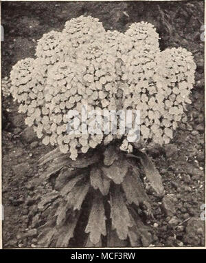 . Gigante Candytuft Hyacinth-Flowered il libro di piante annue (Hottes) una guida affidabile per la coltura di fiori annuali. Oltre 100 specie separate sono descritti con piena direc- zioni per la loro cultura e usi. Postpagato per $1 .50 Campanula Canterbury Bells- Campanule-Peach campane- Blue Bells-Lepre Bell annuale di campane di Canterbury sono la più recente aggiunta a questa classe di fine. Campanula calycanthema, la tazza e piattino Canterbury Bell e Campanula medium, il singolo Canterbury Campana, sono entrambi biennale. Tutti i perenni scel- eties sono estremamente vistose e meritano un posto nel giardino. Campan Foto Stock