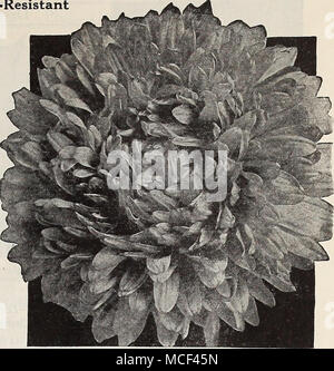 . Dreer del ritardo di ramificazione Dreer Aster le superbe fine ramificazione Aestri questo è stato il ritardo standard Aster di ramificazione per molti anni. Le piante crescono in forte ben ramificate boccole, 2 a 2j metri di altezza, portare sempre un gran numero di gigante blumi che anche in condizioni di coltura ordinario misura 5 cm di diametro. I boccioli sono supportati su lunghi steli vigorosi. Essi sono di solito al loro meglio durante il mese di settembre. 1327 Deep Pink. W-R 1328 Shell rosa. W-R 1329 bianco puro. W-R f 1 1321 Blu Azzurro. W-R 1322 Rosa ramato. W-R 1323 Deep Crimson. W-R 1326 Deep Purple. W-R qualsiasi di quanto sopra: Pkt. 10c; pkt speciale. 5 Foto Stock