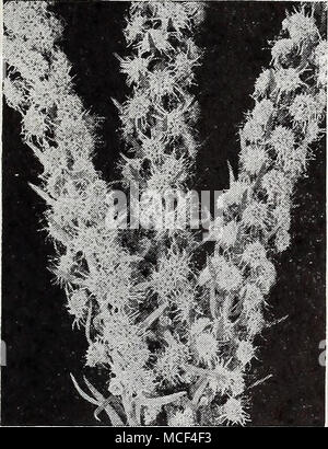 . Liatris scariosa, Settembre Gloria Liatris Blazing Star, Gay giù Scariosa alba. 3 piedi. Grazioso picchi alti con bianco fiori fuzzy durante il mese di agosto e settembre. 50c ciascuna; 3 per $1.40; 12 per $5.00. Settembre Gloria. Da 3 a 4 piedi. Un glorioso varietà con alti picchi di leggiadre fittamente costellato da splendide lavanda - viola fiorisce. Fine August-Sep- tember. 50c ciascuna; 3 per $1.40; 12 per $5.00. Lobelia cardinalis ® Cardinalis {Cardinale fiore). 2 piedi. I picchi di massiccia impostato con finitura lucida rosso cardinale blumi. Agosto - Settembre. 30c ciascuna; 3 per 85c; 12 per $3.00. Foto Stock