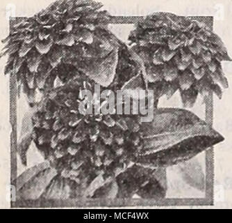 . Sanvitalia-Creeping Zinnia Sanvitalia ® una strisciante Zinnia 3863 Procumbens fl. pi. Ammenda per letti nana, i bordi o i confini. Produce un'abbondanza di piccoli, di colore giallo brillante, doppia blumi durante l'estate e l'autunno. Di creeping abitudine; 6 pollici di altezza. Pkt. 10c; pkt speciale. 50c; J oz. 75c. Salvia splendens ® Scarlet Sage un indispensabile impianto di biancheria da letto molto apprezzata per il colore rosso intenso dei suoi picchi di fiori che la rendono uno dei più imponenti impianti in estate e autunno giardino. Iniziare il seme in interni o in vivaio. Foto Stock