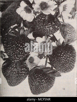 . Everbearing fragole due lussureggianti Hardy uve Il Caco. Un incrocio tra Catawba e della concordia, che ha ereditato le caratteristiche migliori di entrambi i genitori lo sviluppo di una lauta frutto che si colloca vicino alla serra prodotto cresciuto in alta qualità e consistenza di fusione. In apparenza è uno dei più belli di tutte le uve hardy, bacche grandi, vino-rosso con abbondante fioritura trasportate in grandi grappoli compatti. La maturazione in anticipo di concordia e di un forte vigorosa coltivatore. Champagne. Una varietà che viene ampiamente coltivato in viticoltura distretti di New Jersey e che ha sp Foto Stock