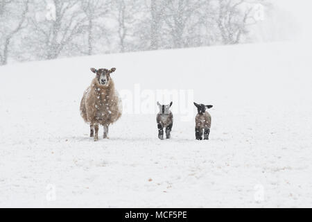 Pecora e due agnelli in neve Foto Stock