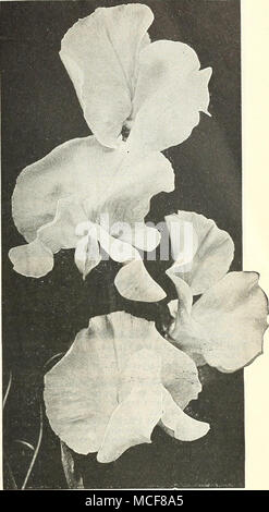 . SPRAY di orchidea-fiorito di piselli dolci scorte (Gilliflower). Grande fioritura di dieci settimane. Migliaia di stock sono venduti come piante in vaso e molti di più sono coltivate per i loro fiori. Tr. pkt. Oz. Rosso Sangue giallo canarino â â ¢ rosa luminoso .... ...... La luce blu porpora -. . Bianco puro migliori mista . . 40 $2 50 40 2 50 40 2 50 40 2 50 40 2 50 40 2 50 30 2 00 Verbenas. Prendiamo dolori speciale con il nostro ceppo di Mammoth Verbenas. Dovrebbe essere sown presto per ottenere piante di Nizza in tempo per le vendite di primavera. Pkt di commercio. Oz. Dreer's Mammoth. Rosa, viola, blu, porpora, bianco o striato 30 $1 50 Dreer's Mammoth. Migliori misto. Foto Stock