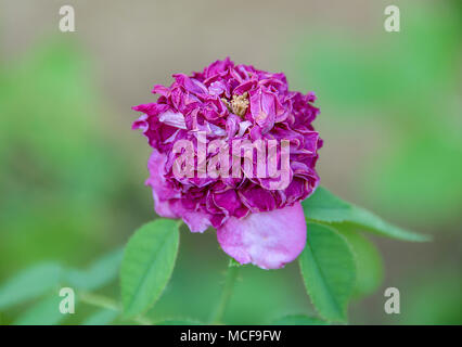 Colore selettivo e concentrarsi su di appassimento fiore viola fiore, sfondo sfocato. Foto Stock