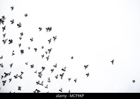 Un branco di piccioni vola attraverso il cielo. Gli uccelli volare contro la s Foto Stock