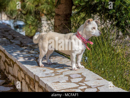 Cane bianco permanente e la ricerca sulla parete pietroso. Foto Stock