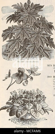 . RICINUS (olio di ricino Bean). Piante ornamentali di slatel)- crescita e pittoresca fogliame, con brillante frutta colorata, producendo un sub-effetto tropicale; ammenda per prati, massing, centro o impianti per letti. tek per OZ. PKT. 3861 I5orboilieil.sis. Di dimensioni molto grandi e belle foglie verdi. 15 piedi 15 5 3863 G-ibsOlli. La nana in abito di ramificazione, profondo rosso fogliame, o i piedi 15 5 3862 Caillbodgiensis. Il gambo principale e foglie sono luminosi ebano, foglie grandi, divisi regolarmente e riccamente colorati. Il fogliame assume diverse sfumature come la pianta aumenta in dimensione, in modo che molto suggestivi effetti possono essere ob- Foto Stock