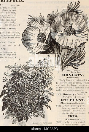 . Wik; HuMULVs Japonmcus Vakif.gatus. Giacinto r Veilow Tulip Poppv. L'onestà. Luna il mosto di malto. 1 Hardy biennale, ammirato per il suo seme argenteo sacche, che sono utilizzati per ornamenti casa^ poiché essi presentano una bella e piuttosto curioso aspetto. per pkt. 2801 onestà {Lunaria Biennis). 2 piedi. ... F&GT; Impianto di ghiaccio. (3Iesembr}antlienium ) 2831 Dwarf crescente plr.nt cuscinetto piccoli fiori bianchi. Apprezzato per la sua singolare fogliame ghiacciate 5 IRIS. (Fleur de Lis.) 2890 ardito perenne, tuberose radicata gar- den impianto, in crescita di circa due metri di altezza, con grandi fiori ornamentali delle più ricche di colori. Con varietà miste Foto Stock