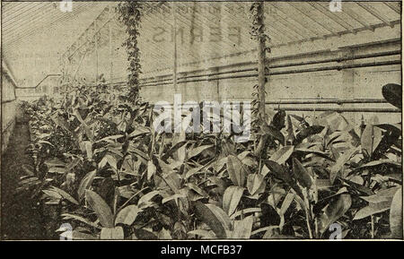 . Vista in una delle nostre case di Ficus elastica. Felci - continua *Polystichum Coreaceum. 15 cts. Polystichum Proliferum. 25 cts. *Pylypodiuin aureum. Il fogliame di grandi dimensioni di un dis- tinct colore bluastro. 15 cts. *-Fraxinellifolia. 15 cts. *Pteris Argyrea. Una delle più utili di felci per tutti gli scopi, grande, bold fogliame, con broad band del bianco attraverso il centro di ciascuna frond. 15 cts. *-Cretica Albo-Lineata. Un grazioso e utile variegata di varietà. 15 cts. *-Cretica Magniifica. Bella crested fronde. 15 cts. *-Hastata. Un utile varietà, con steli di nero e verde scuro fronde, ammenda per cesti. 15 ct Foto Stock