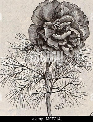 . P.EONIA Tenuifolia. Doppia peonie erbacee. Le piante erbacee Paeoniesare oltremodo hardy, e potrà avere successo in qualsiasi ordinario suolo di giardino, ben arricchita con un buon concime. Durante â¢i mesi estivi mulching sarà benefico per le radici, specialmente su terreni asciutti e. Offriamo uno splendido assortimento in dodici varietà, cioè: Andoniareiisis. Viola chiaro rosa. Decesne. Carmine-viola. La Duchessa d'Orleans. Rosa argenteo. Festiva Alba. Snow White. Formosa Rosea. Rosa pallido. Geii. Cavaigiiac. Ricca di rosa. Li'eleg"ante. Rosa brillante. Mons. Bocquie. Carmine rose. Pottsii. Rosso scuro. Pulcherrima. Violetta Foto Stock