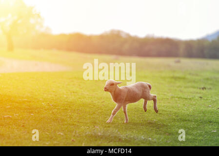 Happy little lamb correre e saltare in sunrise luce calda sul bellissimo prato Foto Stock