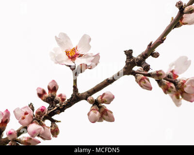 Un albero ciliegio in primavera in Austria (Klosterneuburg) Foto Stock
