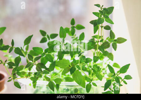 Timo di piante che crescono in una pentola sulla finestra in appartamento Foto Stock