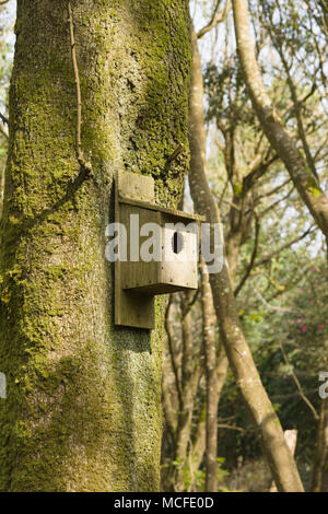 Scatola di nidificazione posta su un albero boschivo per fornire riparo agli uccelli selvatici presso i Lost Gardens di Heligan Foto Stock