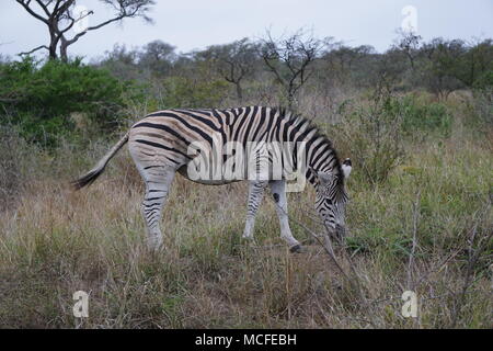 Zebra mangiare, la Hluhluwe Game Reserve Foto Stock