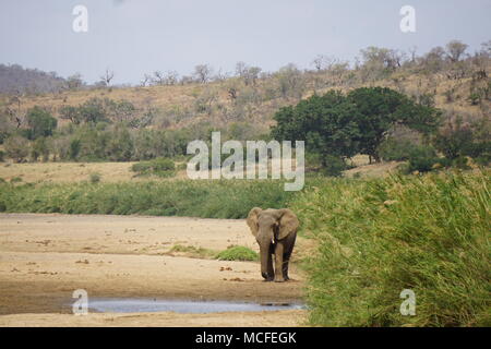 Elephant a secco di Hluhluwe river, la Hluhluwe Game Reserve Foto Stock