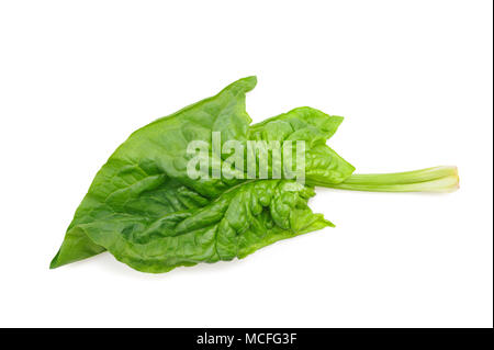 Spinaci freschi leaf isolati su sfondo bianco Foto Stock