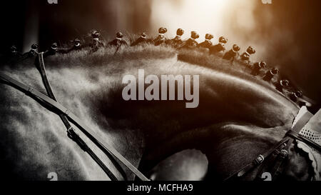 Collo di uno sport marrone a cavallo con la criniera intrecciata. Foto Stock